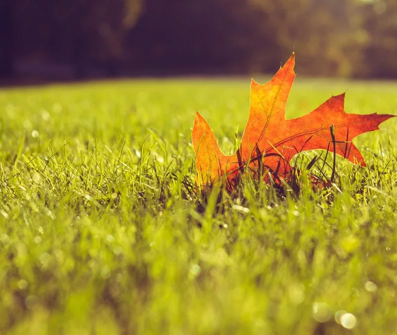 Fall Fertilization Tips | Alliance Landscaping