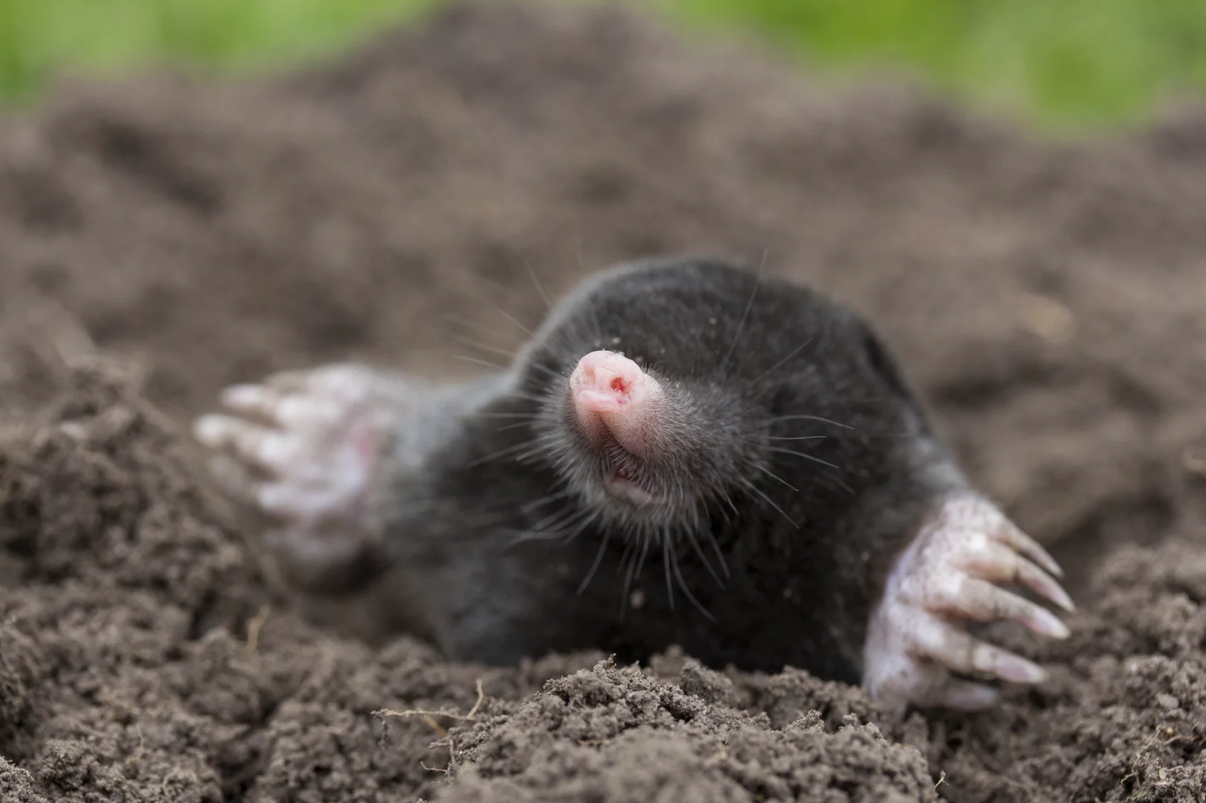 Guide to How to Trap Voles and Moles 