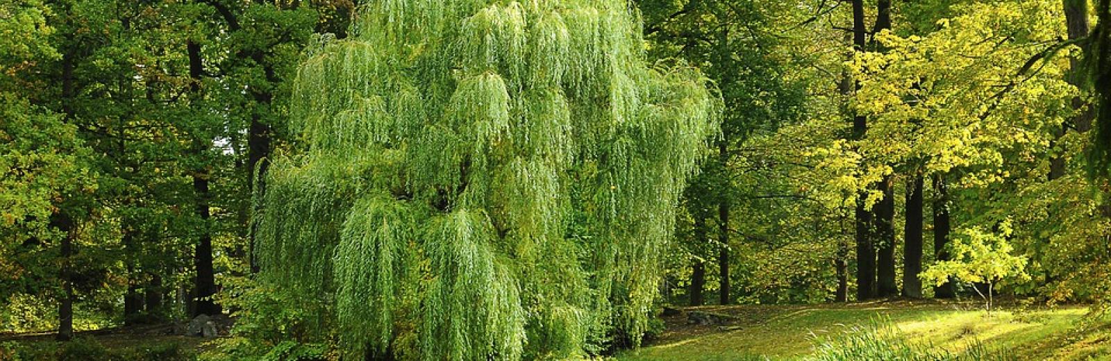 green willow tree