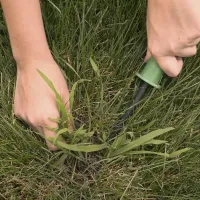 hands removing weeds from lawn