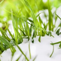 grass with snow on it