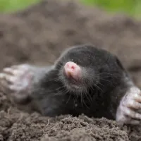 mole emerging from a hole