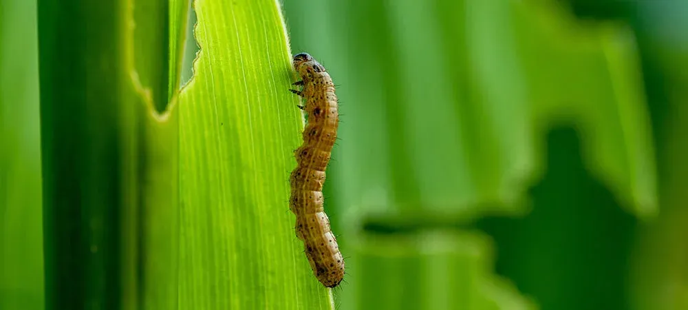 worm on a blade of grass