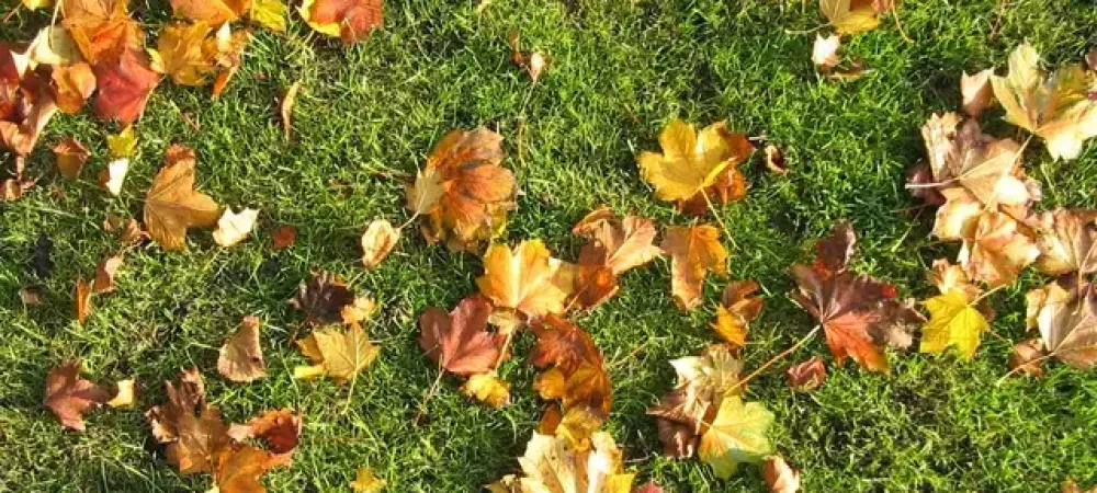 leaves on grass