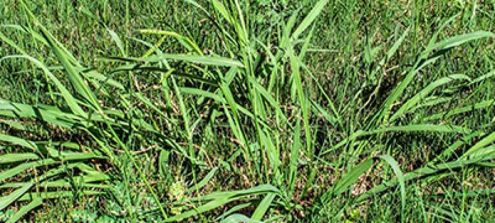 Crabgrass