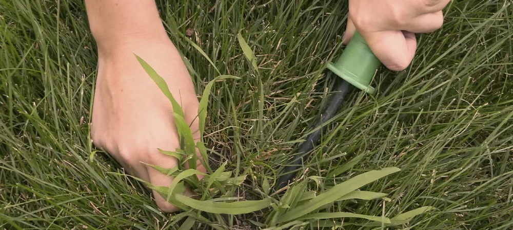 hands removing weeds from lawn