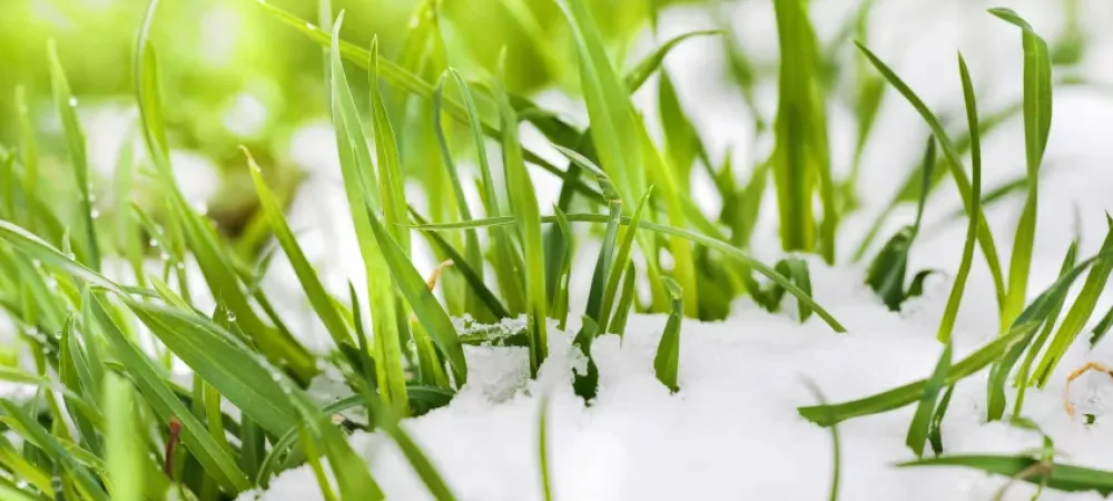 grass with snow on it