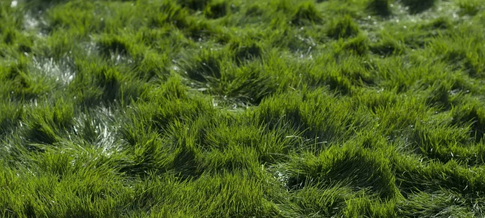 green grass