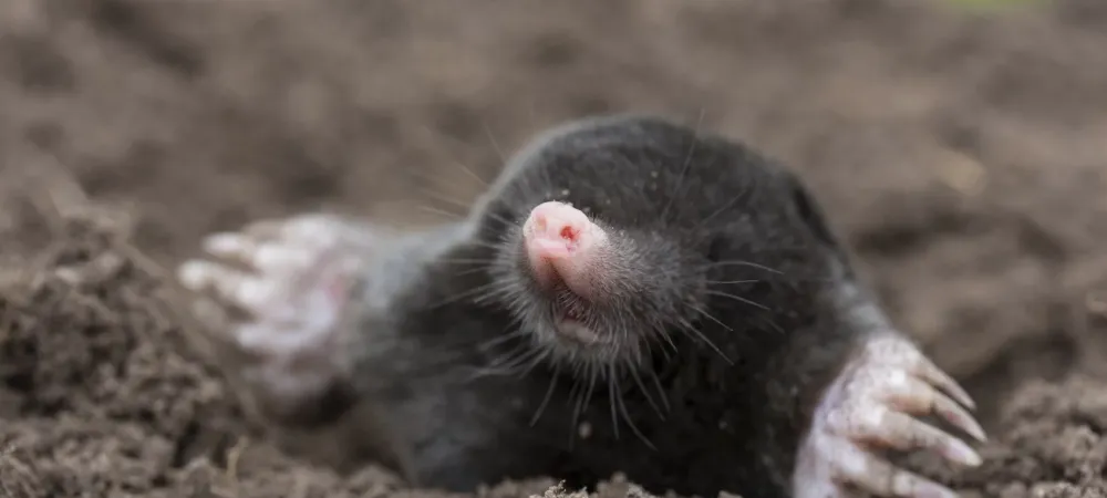 All About Moles and Voles | Alliance Landscaping