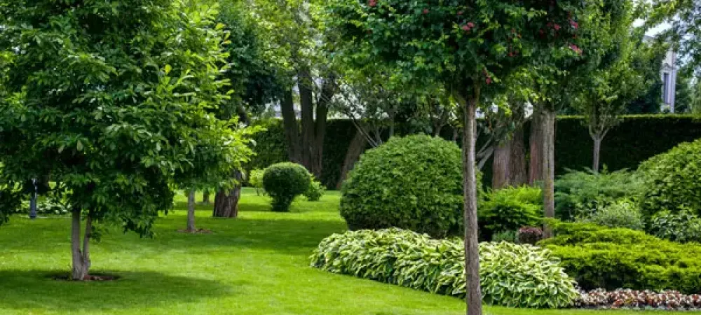 Trees and shrubs