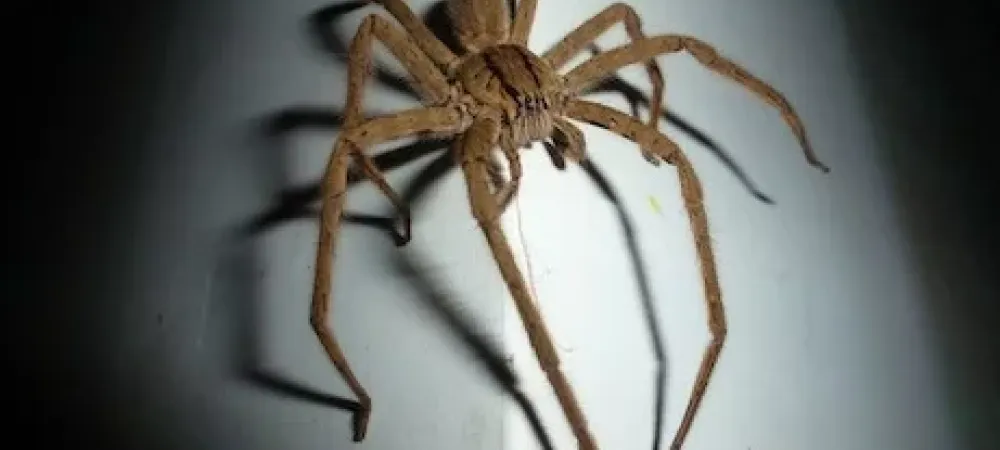 wolf spider