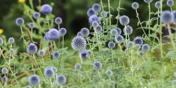 purple weeds