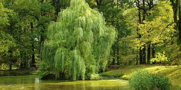 green willow tree