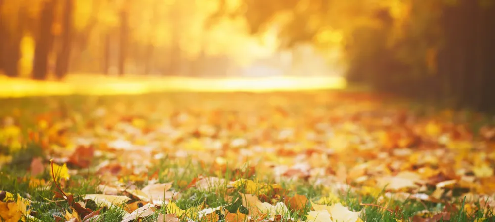 leaves on grass